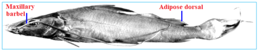Sperata aor