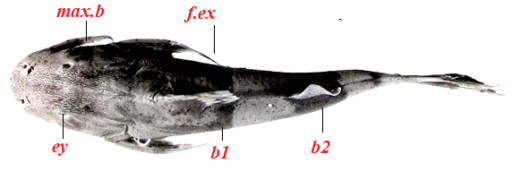 Bagarius bagarius Dorsal view