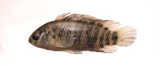 Badis badis: Lateral view