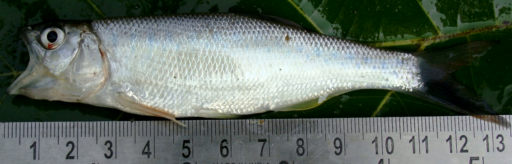 Barilius barna: A peculiar feature of widely opened mouth after brought out of water. The vertical bands appearing shaded by the bright silvery hue on the sides.