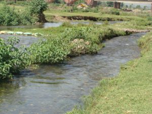 Asan River (Western Doon): Isolated gently flowing weedy channels at Herbertpur, a favourite dwelling ground of smaller species like Esomus, Rasbora, Puntius, Danio, Devario, Barilius sp. etc.