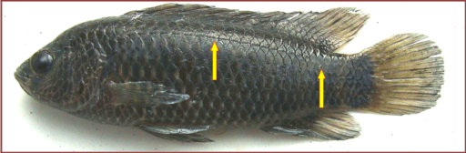 Badis badis: A dark coloured specimen with too dark a ground colour for any bands to be visible. Lateral line (interrupted just opposite the end of dorsal) placed high on the body.