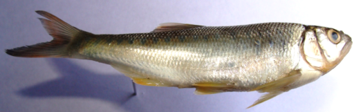 Barilius tileo: Mark silvery body with yellowish fins, tinged orange-red. Oblong spots on the flank shaded by silvery hue.
