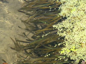 River Asan (Western Doon): A Clear watered shallow channel at Sehaspur Village with growth of submerged Vallisneria and floating Lemna and Spirodella, providing shelter to small sized species belonging to Genera like Devario, Danio, Puntius, Esomus, Rasbora and Cobotids in column and bottom waters.