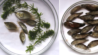 Lot 8: Identification tips for 3 Colisa and 1 Badis sp. from Doon Valley