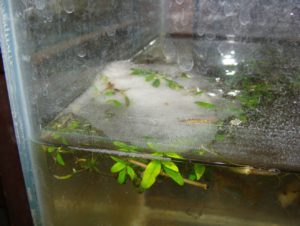 A glass trough with Colisa sp. in laboratory, seen with bubble foam at the surface, a habit of ‘Bubble nest’ formation, an inherent tendency of all the fellow members like Anabas, Betta, Belontia etc.