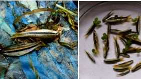 Lot 5: Identification tips for Rasbora daniconius, Esomus danricus Lot 5: Identification tips for Rasbora daniconius, Esomus danricus