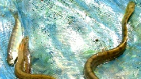 Lot 9: Segregation of fishes bases on SNAKE (= Eel) LIKE body Lot 9: Segregation of fishes bases on SNAKE (= Eel) LIKE body