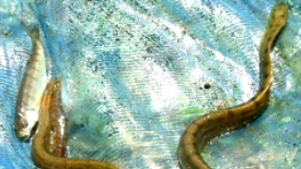 Lot 9: Segregation of fishes bases on SNAKE (= Eel) LIKE body