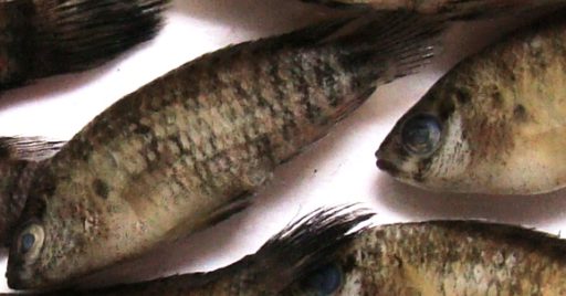 Badis badis: Drab coloured, with brownish ground colour, having darker vertical bands on the flanks and a black spot covering one full scale just above the base of preopercle.