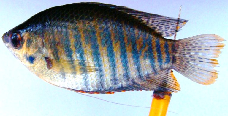 Colisa fasciatus (Male): Oval Body