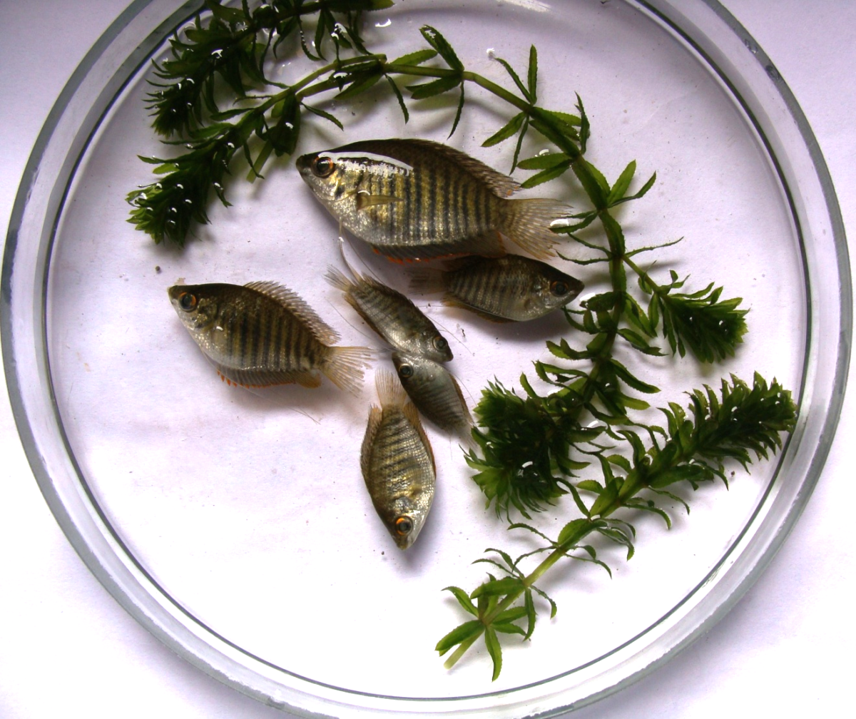 The Fish and Fish Diversity