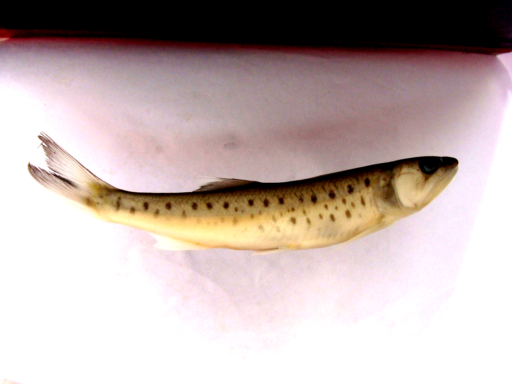 Raiamas bola (Preserved specimen): Mark the presence of oblong spots on the flank and upwardly directed mouth.