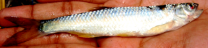 Barilius vagra: Fresh specimen in lateral view. Mark Silvery body with vertical bands on the sides shaded by silvery hue. Fins yellowish, posterior edge of the caudal greyish.