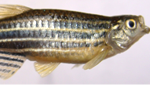 Lot 6: Identification tips for Danio rerio