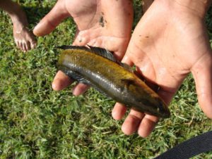 Song River (Eastern Doon): A freshly caught Snake Head (Channa sp.)