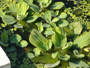 Habitat preferences by Channa (Snake heads or Murrels) sp.: Suswa River (Eastern Doon): Showing covering of algal mats, Pistia and Spirodella sp.