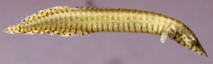 Macrognathus (=Mastacembelus) pancalus: Lateral view