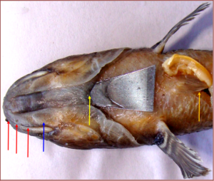 Channa gachua: Head and isthmus region magnified ventrally. Mark ‘U’- shaped Isthmus (yellow arrow) and presence of a big scale (blue arrow) on the lower jaw (more anteriorly to the ariculation of jaws). Ventral cephalic sensory pores arranged singly (red arrows). Pelvic fins shorter (orange arrow).