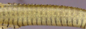 Macrognathus (=Mastacembelus) pancalus