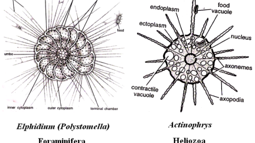 Learning Bio Etymology Part-2 Learning Bio Etymology Part-2
