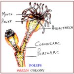 obelia1