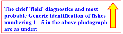 Chief Field Diagnostic